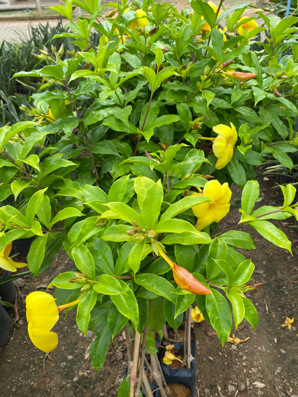 Alamanda Amarela