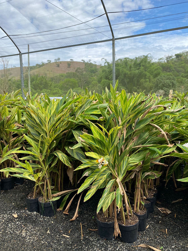 Alpinia Zerumbete