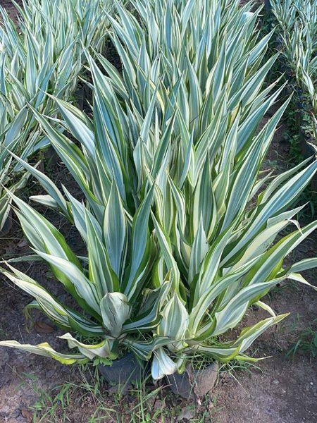 Agave variegata