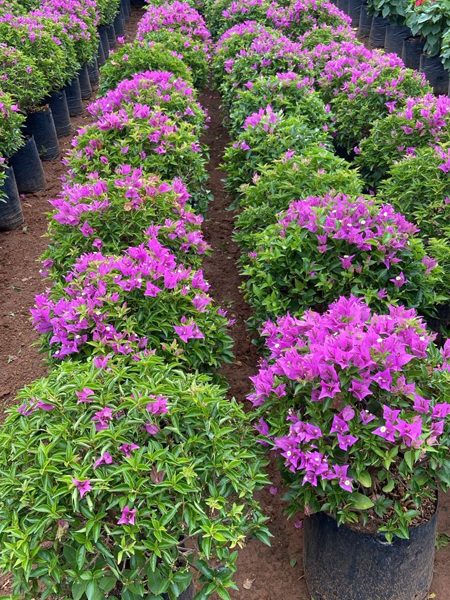 Bougainville Roxa