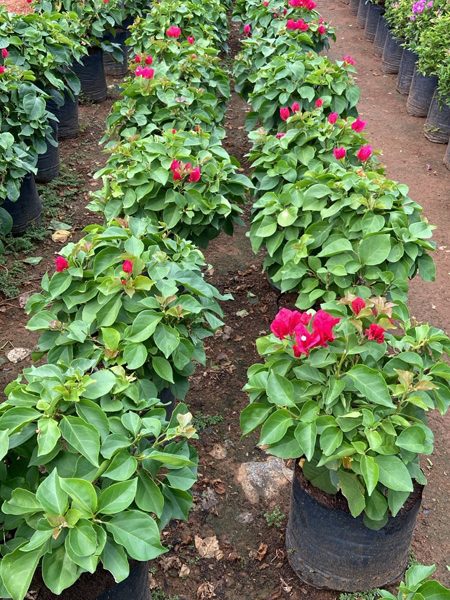 Bougainville Vermelha